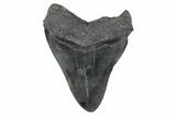 Fossil Megalodon Tooth - South Carolina #362164-1